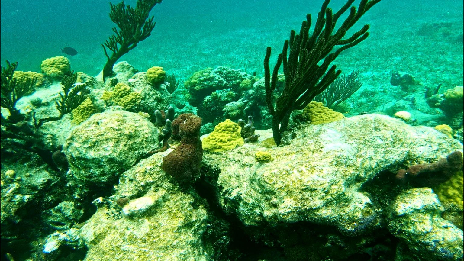 A picture of coral reef taken while snorkeling in Providenciales