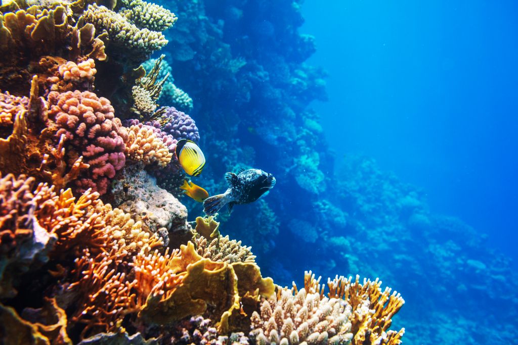 View of coral reef and tropical fish