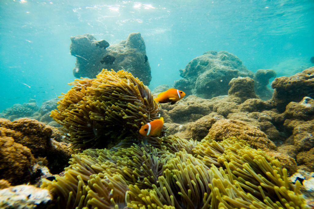Corals and tropical fish. Underwater sealife.