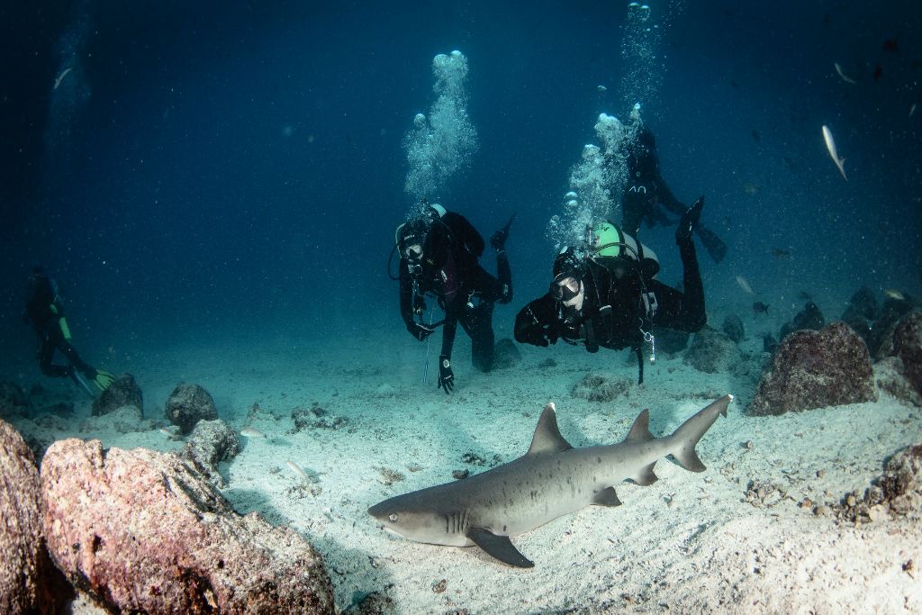 Divers watching a shark