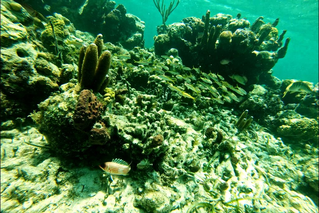 Tropical fish in Providenciales