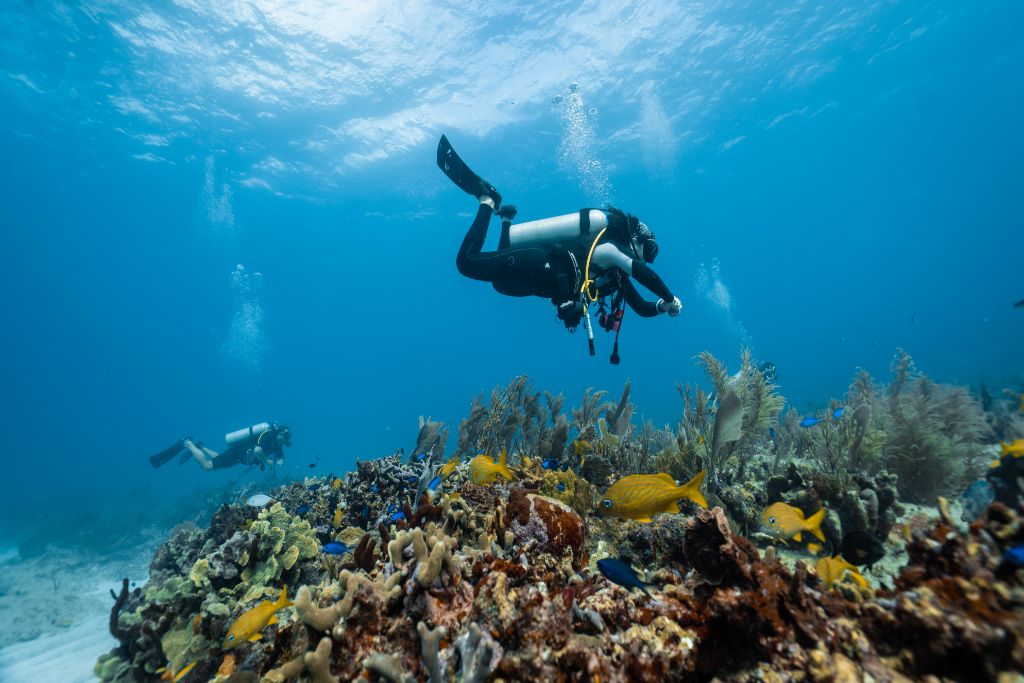 Scuba diver over a coral reef 