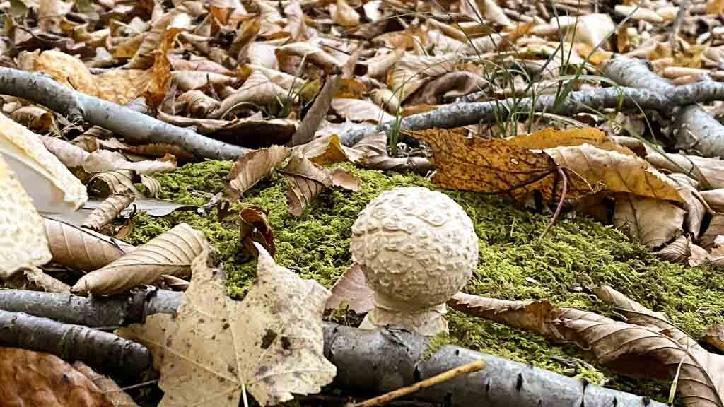 Fallen autumn leaves and a mushroom