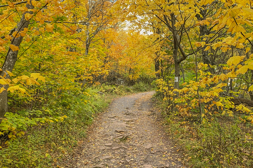 A path through autumn forest